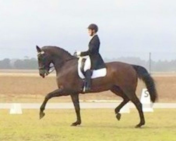 dressage horse Antonello (Hanoverian, 2001, from Anamour)