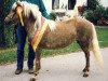 Zuchtstute Hellen (Dt.Part-bred Shetland Pony, 1981, von Birko)