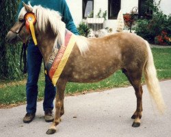 broodmare Hellen (Dt.Part-bred Shetland pony, 1981, from Birko)