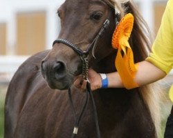 Zuchtstute Hurrican v. Clus (Dt.Part-bred Shetland Pony, 1994, von Jappelu)