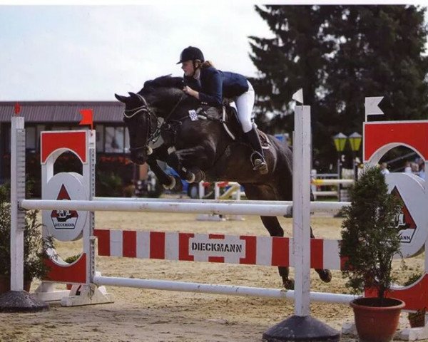 horse Cincinatti's Boy (Brandenburg, 1996, from Cincinatti)