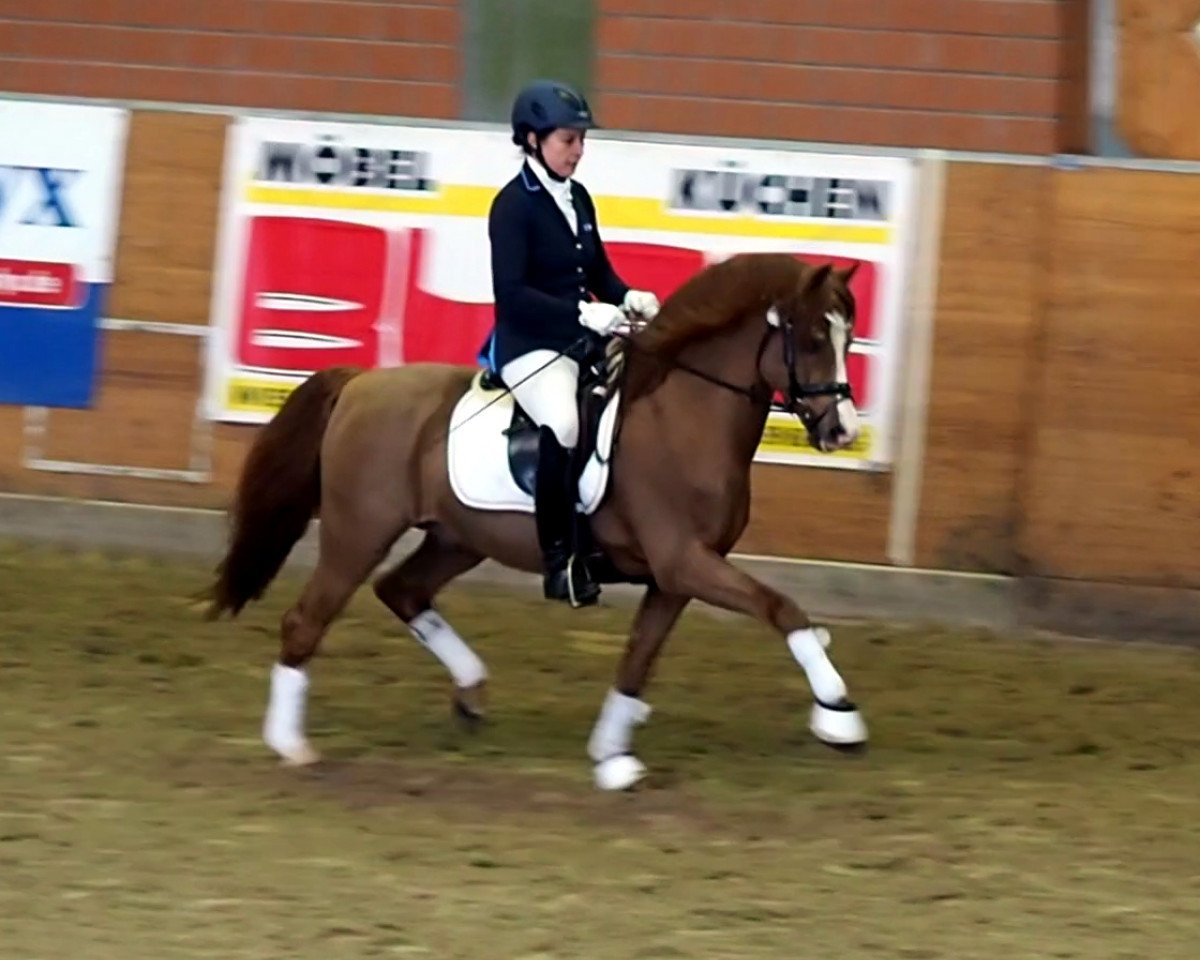 Deckhengst Tizian (Welsh Pony (Sek.B), 1994, von Elphicks Facade)