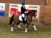 stallion Tizian (Welsh-Pony (Section B), 1994, from Elphicks Facade)