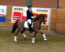 Pferd Tizian (Welsh Pony (Sek.B), 1994, von Elphicks Facade)