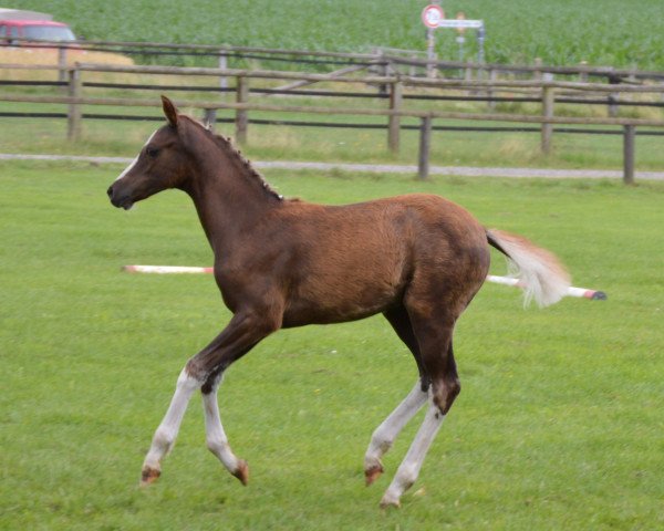 Pferd Stute v. Palolo x Temptation (Deutsches Reitpony, 2015, von Palolo Kid)