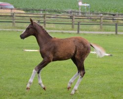 horse Stute v. Palolo x Temptation (German Riding Pony, 2015, from Palolo Kid)