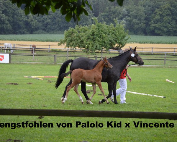 Pferd Paddington (Deutsches Reitpony, 2015, von Palolo Kid)