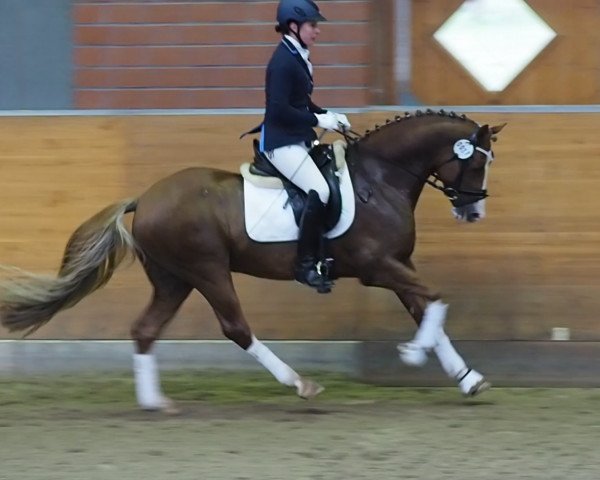stallion Palolo Kid (German Riding Pony, 2008, from Principal Boy)