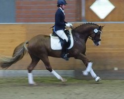 Deckhengst Palolo Kid (Deutsches Reitpony, 2008, von Principal Boy)