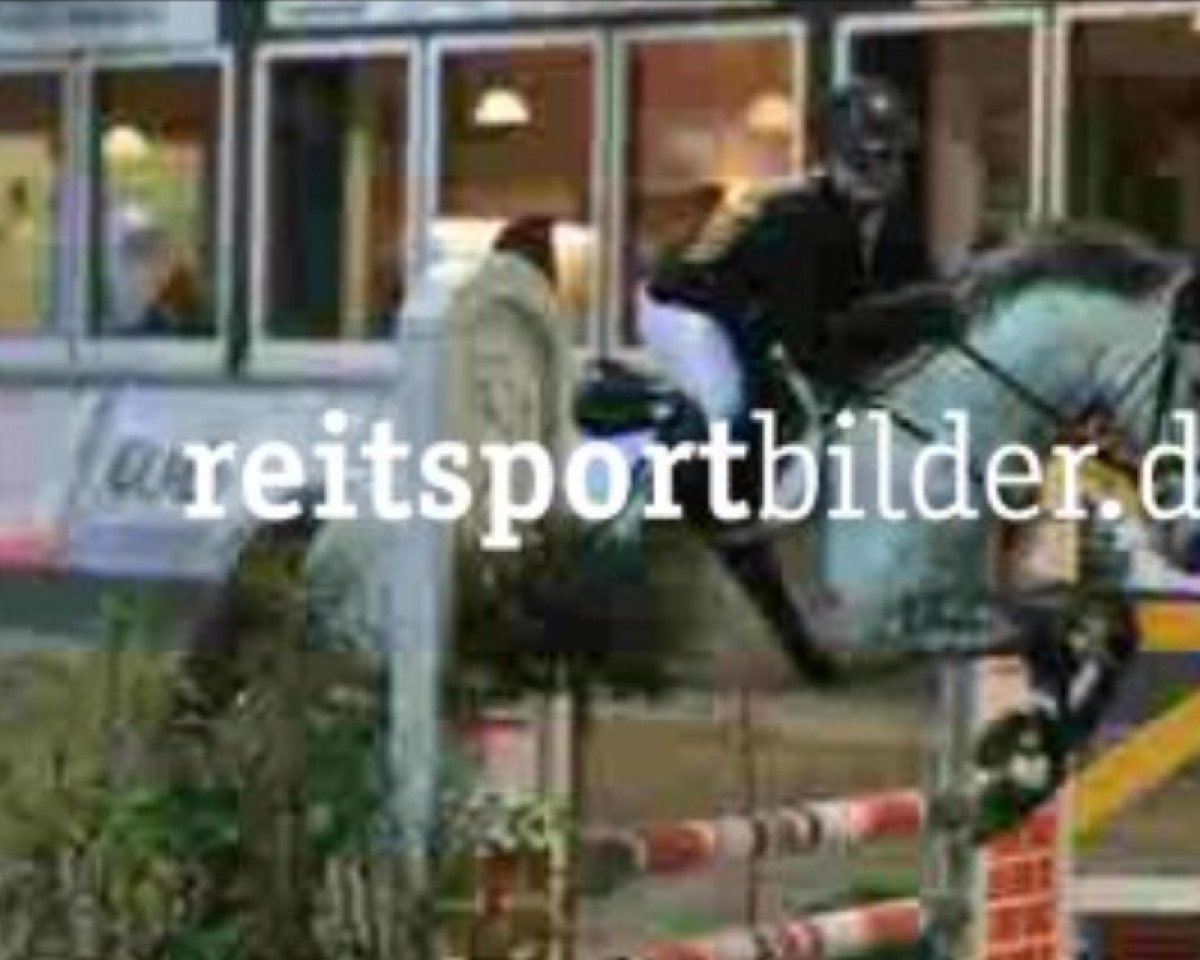 jumper Descara 5 (Pony without race description, 2009)