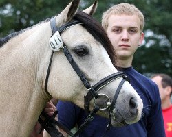 Zuchtstute Betty (Welsh Pony (Sek.B), 2006, von Tizian)