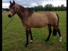 Zuchtstute Chiara (Deutsches Reitpony, 2009, von Classic Dancer I)