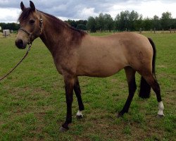 Zuchtstute Chiara (Deutsches Reitpony, 2009, von Classic Dancer I)