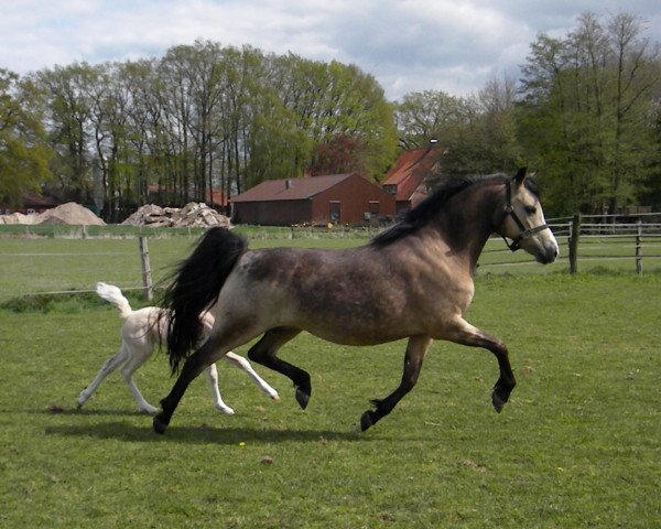 Zuchtstute Steehorst Bianca (Welsh Pony (Sek.B), 1995, von Eyarth Harlequin)