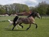 Zuchtstute Steehorst Bianca (Welsh Pony (Sek.B), 1995, von Eyarth Harlequin)