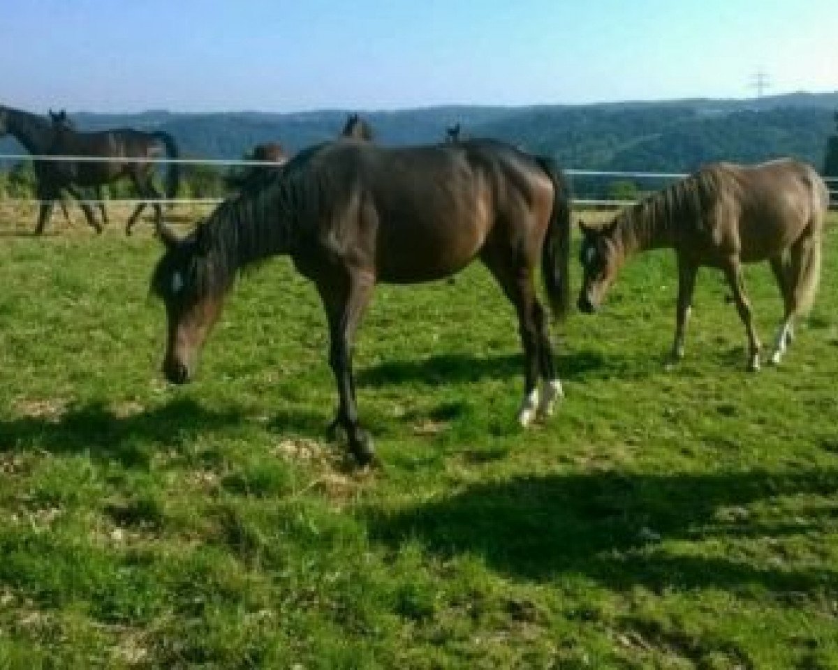 Dressurpferd Stute v. Dancing Star (Deutsches Reitpony, 2013, von Dancing Star)