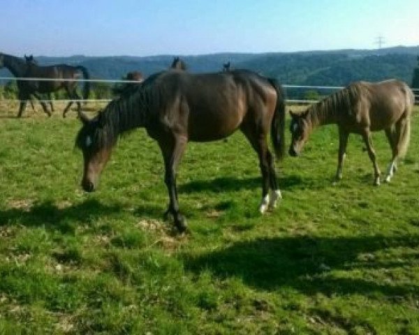 dressage horse Stute v. Dancing Star (German Riding Pony, 2013, from Dancing Star)