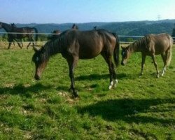 dressage horse Stute v. Dancing Star (German Riding Pony, 2013, from Dancing Star)