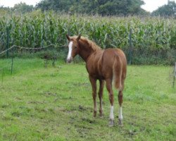 dressage horse Hengst v. Dancing Star (German Riding Pony, 2015, from Dancing Star)