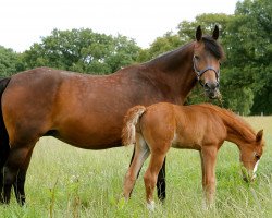 broodmare Salima (German Riding Pony,  , from Mandingo)