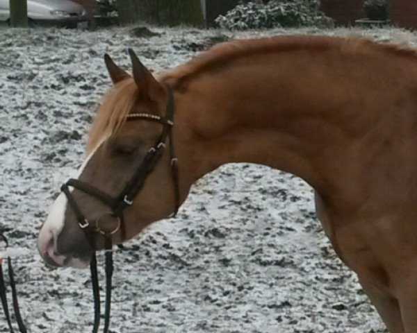 dressage horse Hengst v Dancing Star (German Riding Pony, 2013, from Dancing Star)