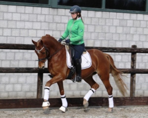 Pferd Odonkor S (Deutsches Reitpony, 2011, von High Flow's Oxford)