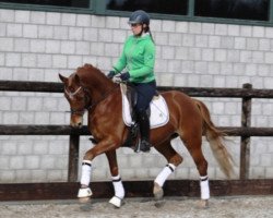 horse Odonkor S (German Riding Pony, 2011, from High Flow's Oxford)