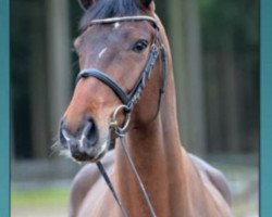 jumper Cevin's Liberty (Oldenburg show jumper, 2011, from Cevin Costner)