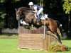 eventing horse Diachello (Holsteiner, 2010, from Diarado)