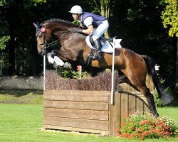 eventing horse Diachello (Holsteiner, 2010, from Diarado)