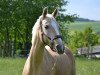 jumper Morning Star 50 (Little German Riding Horse, 2004, from Meran Gold)