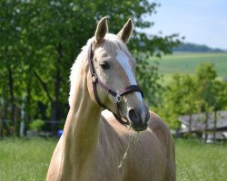 jumper Morning Star 50 (Little German Riding Horse, 2004, from Meran Gold)