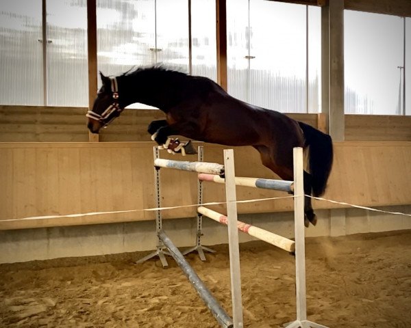 broodmare Collective Soul (Oldenburg show jumper, 2007, from Converter)