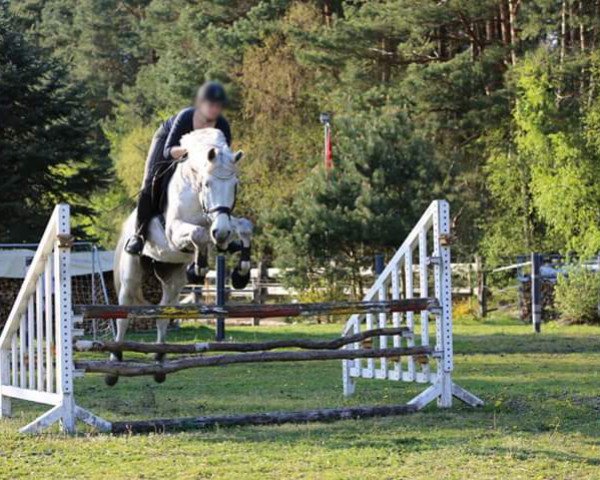 jumper Lucky (Oldenburg, 2002, from Lavaro)