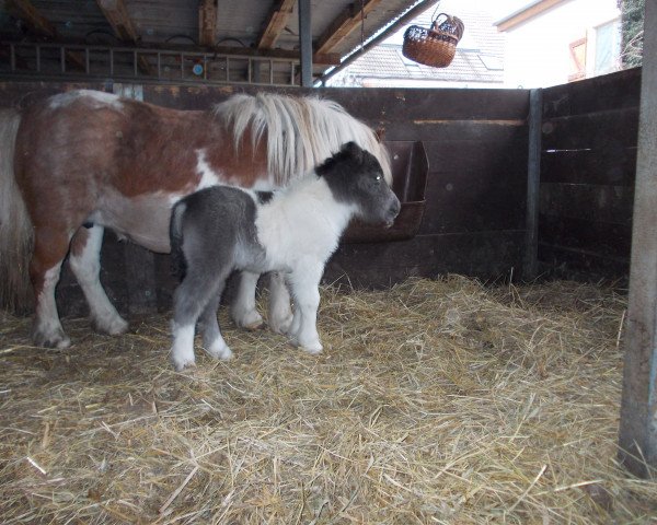 jumper Thor von Repgow (Shetland pony (under 87 cm), 2016, from Thorax von Repgow)