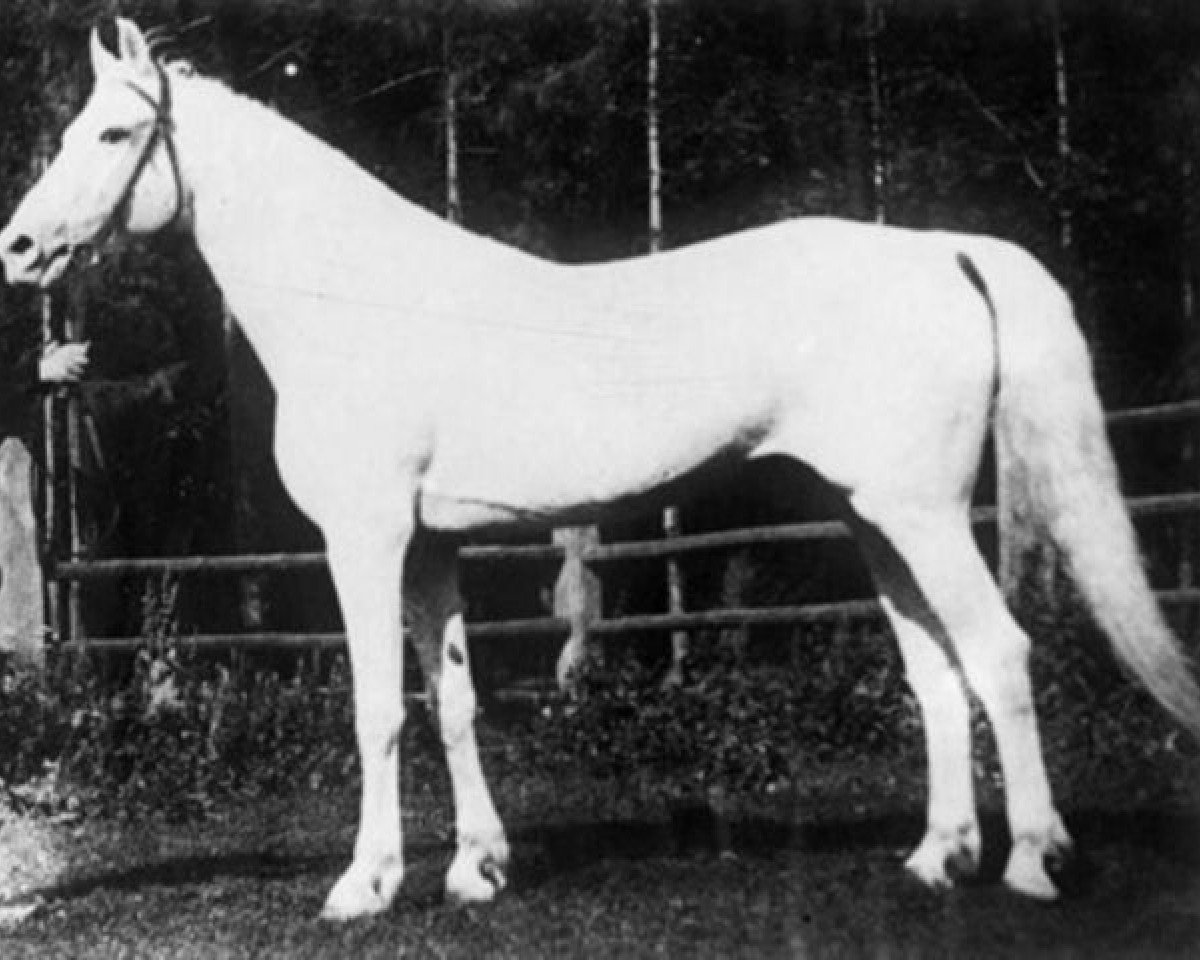 Deckhengst Otboi (Orlow-Traber, 1934, von Burelom)