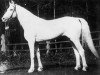 stallion Otboi (Orlov Trotter, 1934, from Burelom)