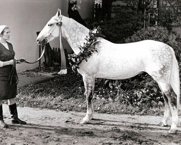 stallion Pion (Orlov Trotter, 1966, from Otklik)