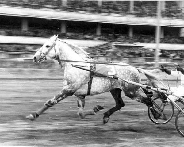 stallion Kupol (Orlov Trotter, 1973, from Pion)