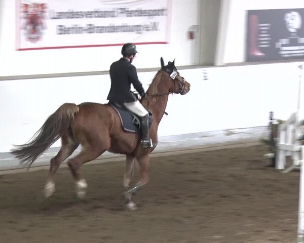 Reitturnier Münchehofe 2020