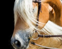 dressage horse Alisha 108 (Haflinger, 2008, from Novello)