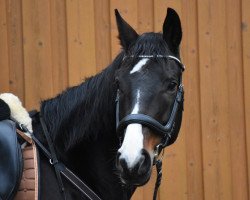 dressage horse Diva (Westphalian, 2012, from Dankeschön)