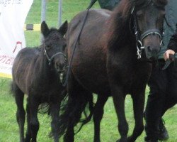 Zuchtstute Lotte (Shetland Pony, 1998, von Cavalier von Bunswaard)