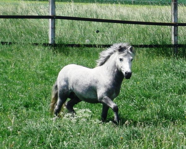 stallion Chaccomo (Shetland Pony, 2008, from Cooper)