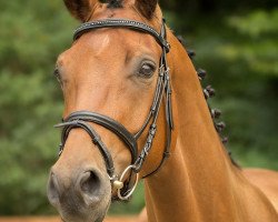 dressage horse Edgar 47 (Rhinelander, 2010, from Ehrenpreis)