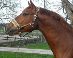 Springpferd Clair de Lune 14 (Oldenburger Springpferd, 2011, von Calvaro Z)