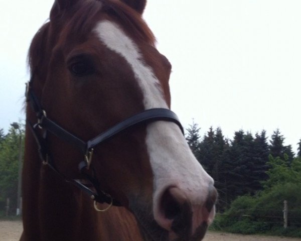 dressage horse Don Rico 16 (Hanoverian, 2003)