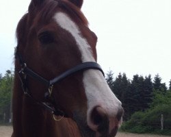 dressage horse Don Rico 16 (Hanoverian, 2003)