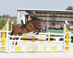 jumper Kantje's Wes (New Forest Pony, 2003, from Justice H.R.)