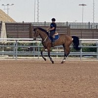 jumper Verdicat (Zangersheide riding horse, 2014, from Verdi)